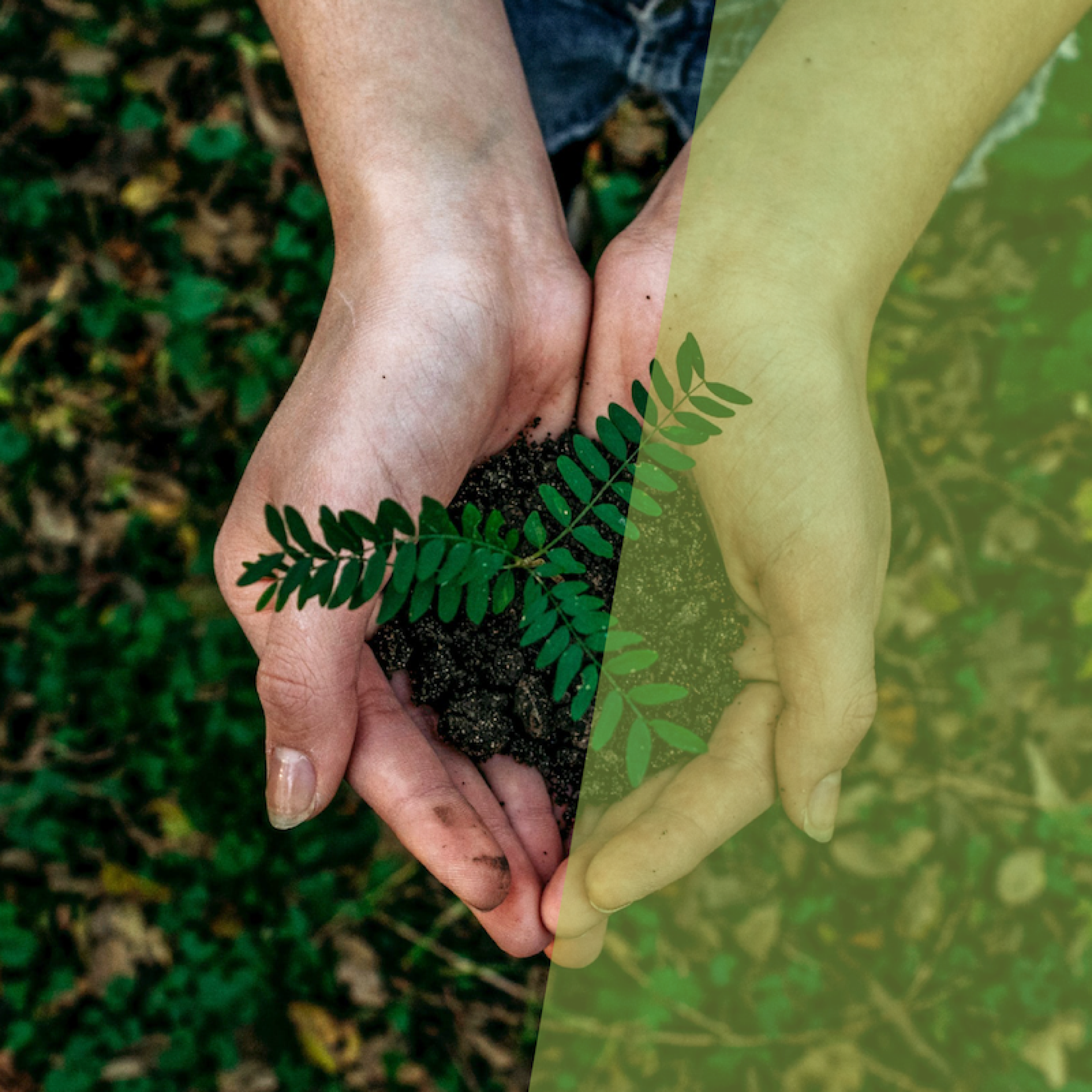 Two hands holding a plant over a grass background shown to emphasize a commitment to sustainability. 